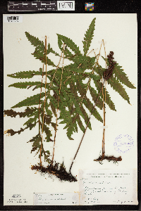 Onoclea sensibilis image