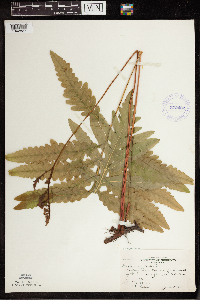 Onoclea sensibilis image
