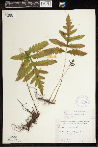 Onoclea sensibilis image