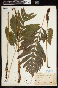 Onoclea sensibilis image