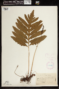 Onoclea sensibilis image
