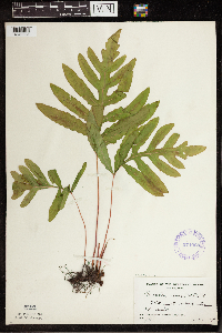 Onoclea sensibilis image