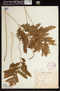 Onoclea sensibilis image