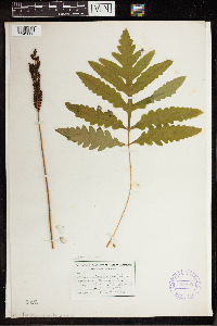 Onoclea sensibilis image