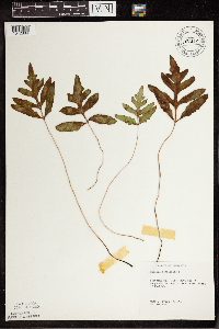 Onoclea sensibilis image