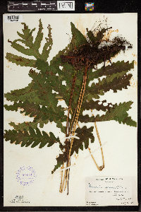 Onoclea sensibilis image