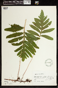 Onoclea sensibilis image