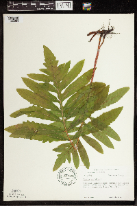 Onoclea sensibilis image