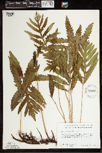 Onoclea sensibilis image