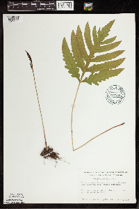 Onoclea sensibilis image
