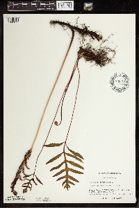 Onoclea sensibilis image