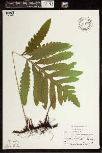 Onoclea sensibilis image