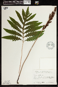 Onoclea sensibilis image