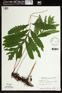 Onoclea sensibilis image
