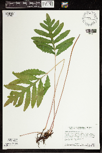 Onoclea sensibilis image