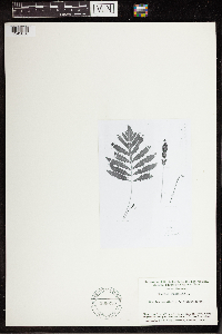 Onoclea sensibilis image