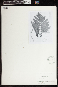 Onoclea sensibilis image