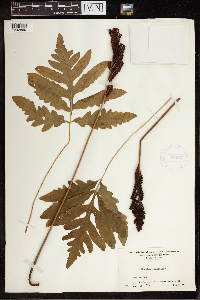 Onoclea sensibilis image