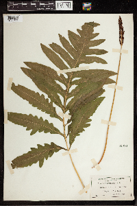 Onoclea sensibilis image