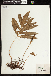 Onoclea sensibilis image
