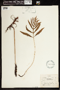 Onoclea sensibilis image