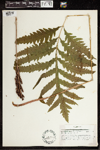 Onoclea sensibilis image