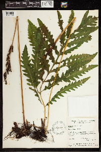 Onoclea sensibilis image