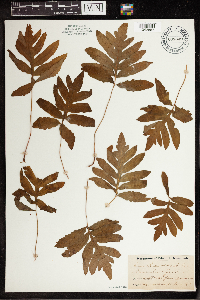Onoclea sensibilis image