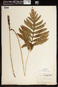 Onoclea sensibilis image
