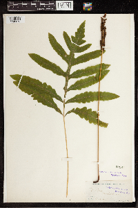 Onoclea sensibilis image