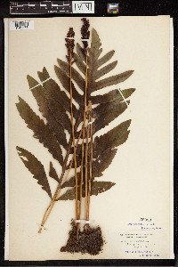Onoclea sensibilis image