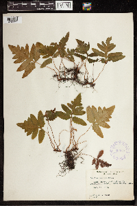 Onoclea sensibilis image