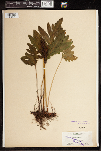 Onoclea sensibilis image