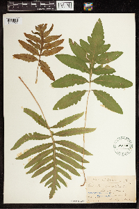 Onoclea sensibilis image