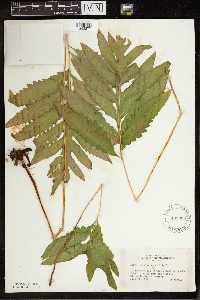 Onoclea sensibilis image