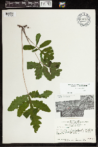 Onoclea sensibilis image