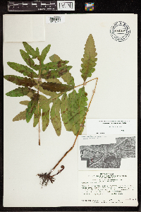 Onoclea sensibilis image