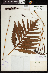 Onoclea sensibilis image