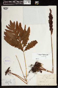 Onoclea sensibilis image