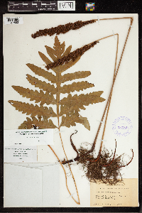 Onoclea sensibilis image