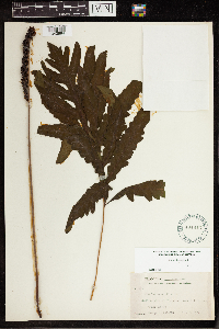 Onoclea sensibilis image