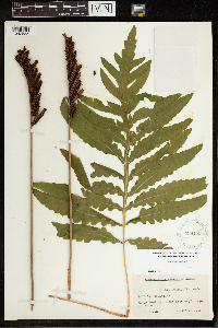 Onoclea sensibilis image
