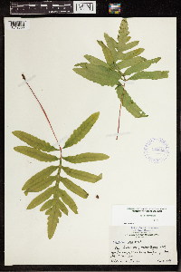 Onoclea sensibilis image