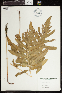 Onoclea sensibilis image