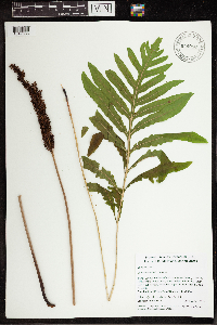 Onoclea sensibilis image