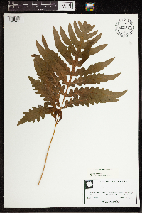 Onoclea sensibilis image