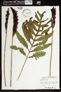 Onoclea sensibilis image