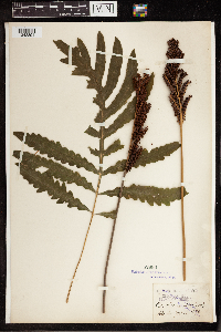 Onoclea sensibilis image