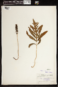 Onoclea sensibilis image