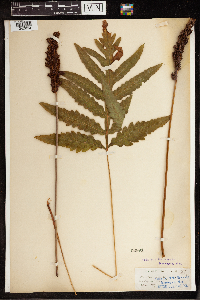 Onoclea sensibilis image
